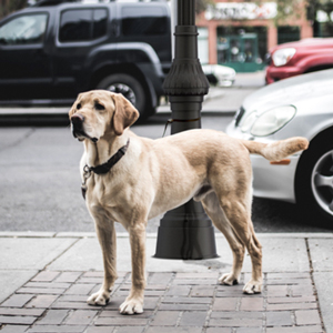 El creciente número de perros en las ciudades hace necesario implantar medidas que prevengan el deterioro de las columnas de alumbrado público causado por la orina de estos animales.