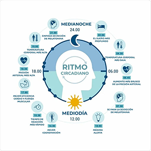El ritmo circadiano regula los ciclos biol&oacute;gicos diarios, siendo altamente sensible a la exposici&oacute;n a la luz, especialmente en el espectro azul.
